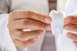 Zahnarzt mit Zahnmodell in der Hand